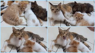 @cc.cutecats CUTE KITTENS : The Mother Cat Gave Milk To Her Kittens.  ❤