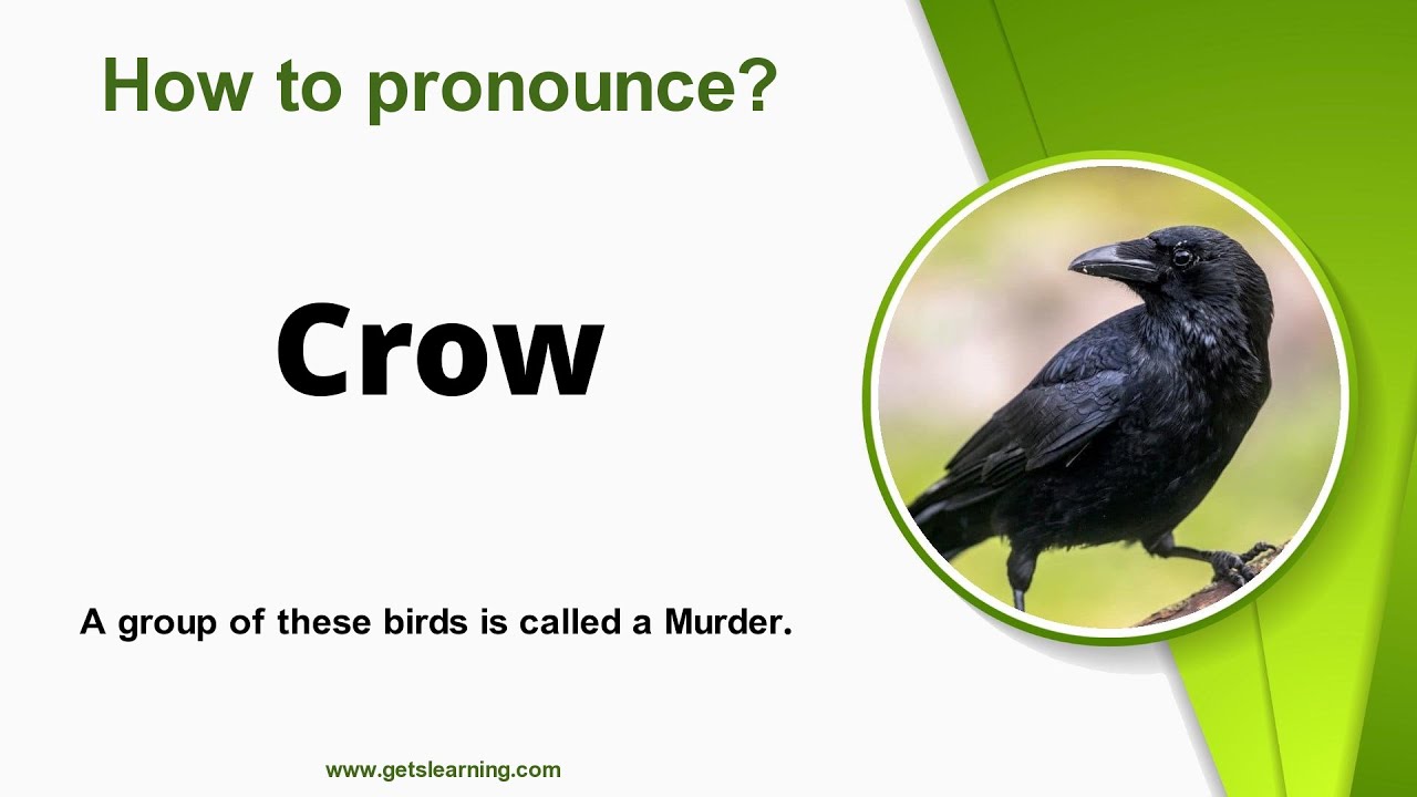 How to pronounce Crow in English Correctly - YouTube
