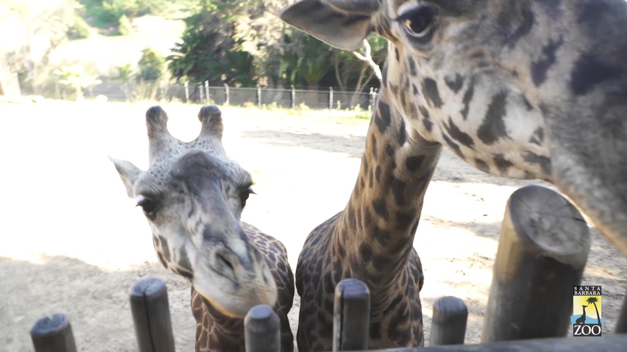 Giraffe Deck at the Santa Barbara Zoo