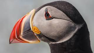 Atlantic Puffin & Razor Bill by nwwmark 843 views 3 years ago 2 minutes, 45 seconds