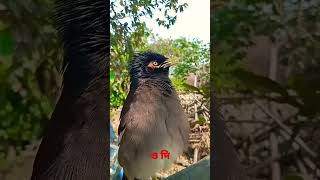 bard sweet voice #viral #video #youtube #photolab