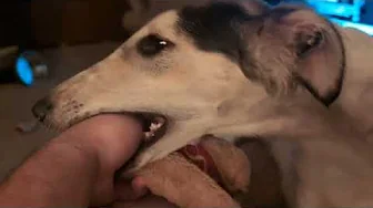 Borzoi Puppy bites my arm