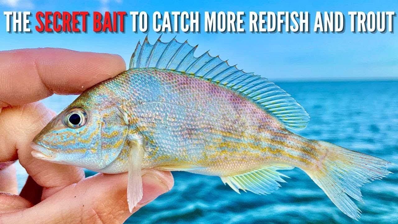 The Secret Bait To Catch BIG Redfish & Speckled Trout 