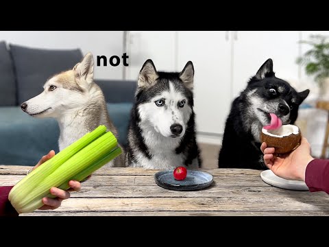 Vidéo: Les chiots mangent-ils du céleri?