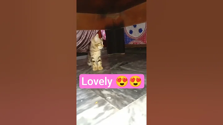 Video 11424401: cat kitten pets, beautiful black kitten, kitten cute black, cute kitten enjoying, kitten meets, little cat