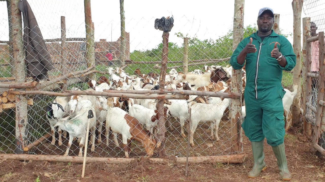 By hamiisi semanda +256773343283