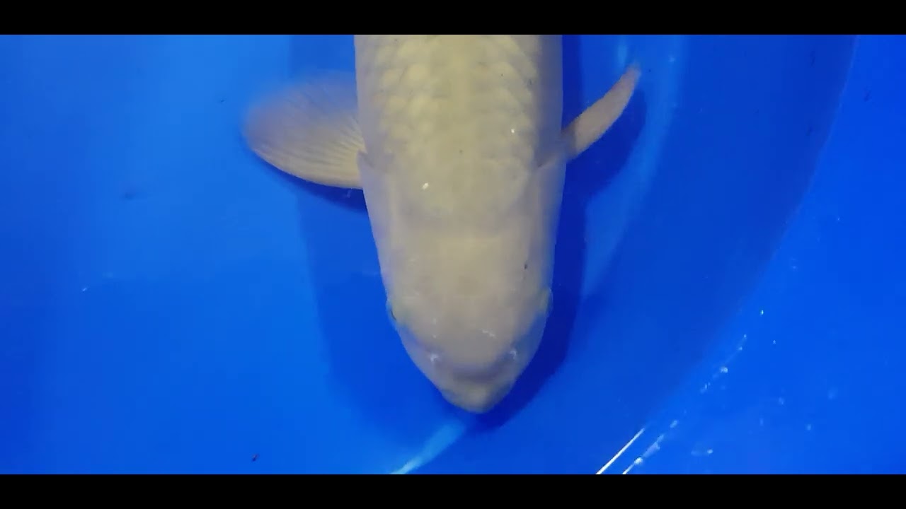 Jouw Elegante Chagoi van Marusei wacht op je 🐟 - KOI-62984