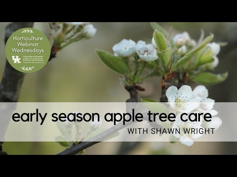 Video: Earligold ābolu kopšana: informācija par Earligold ābeles audzēšanu