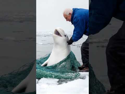 A Baby Beluga Whale Cries Out Pleading With The Ship S Crew To Free It From The Fishing Net
