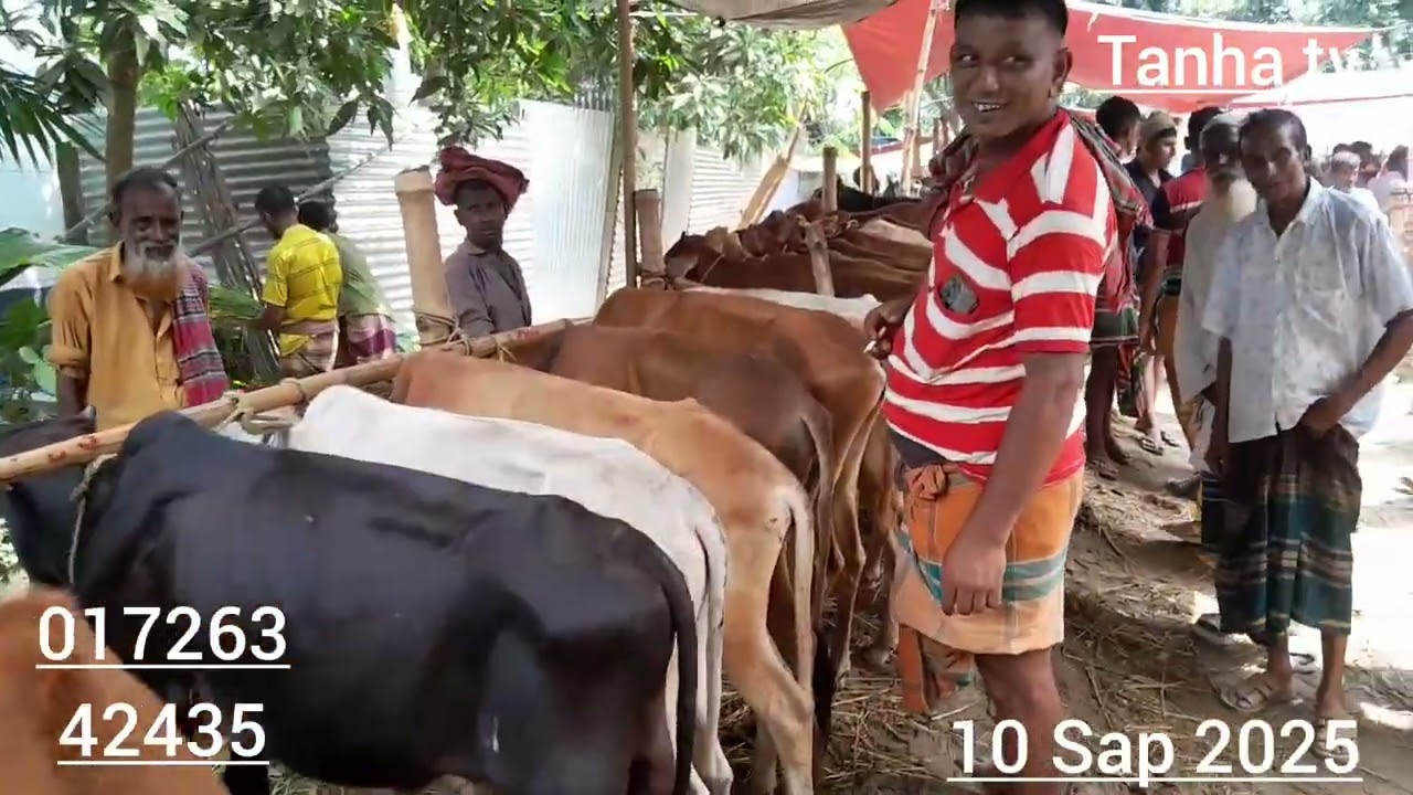 ২৫ হাজার টাকা মূল্যের নাটের গরু গুলো দেখুন। 