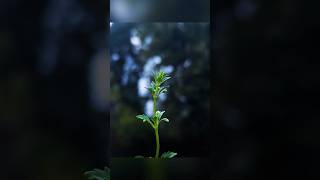 💡Creative Photography Tips And Tricks Using Pro Mode 🔥📱