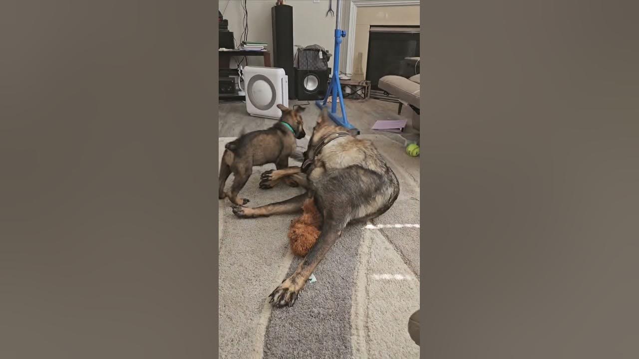 Beta and Nala playing