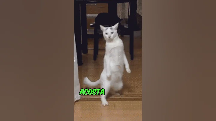 Did You Know How Cats MANIPULATE You? #shorts #viral