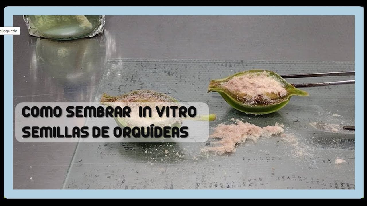 SIEMBRA DE SEMILLAS DE ORQUÍDEAS (CÁPSULA ABIERTA Y CERRADA)