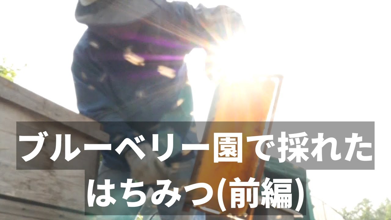 【養蜂】ブルーベリー園で採れたはちみつの採取(前編)。(宮崎県)