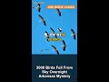 3000 Birds Fell From Sky Overnight Arkansas Mystery