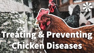 Chicken DISEASES 🦠: How to Treat \& Prevent Them