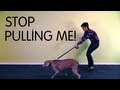Polite Leash Walking Class - Teach Dog to Stop Pulling On Leash Polite Leash Walking Class - Teach Dog to Stop Pulling On Leash