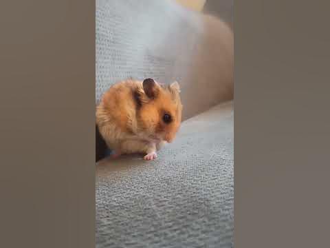 Хомяк 🐹 - YouTube