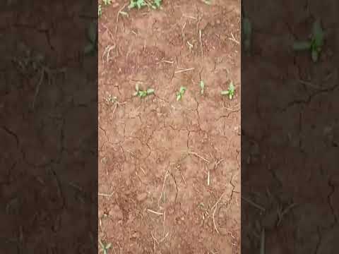 How to Grow