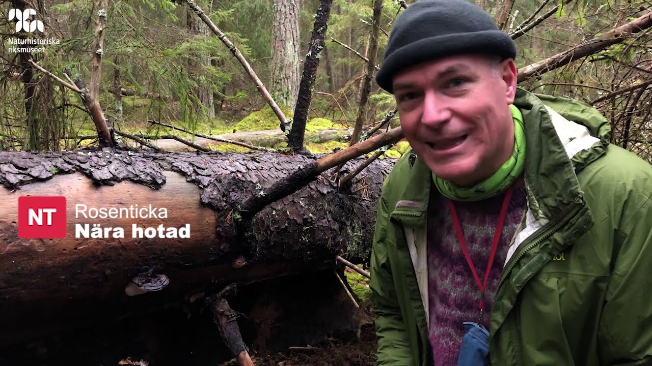 Signalarter i gamla granskogen