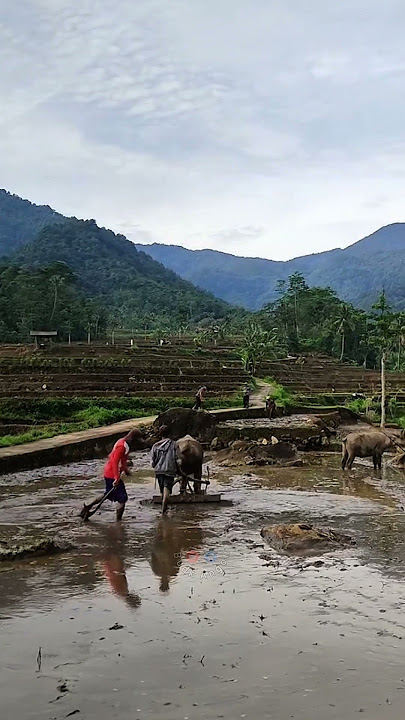 Sudah Jarang yang pakai Jasa Kerbau buat nyangkul 💚 #shortkeren #shortviral #shortpedesaan #kampung