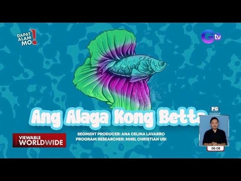 Betta fish, paano