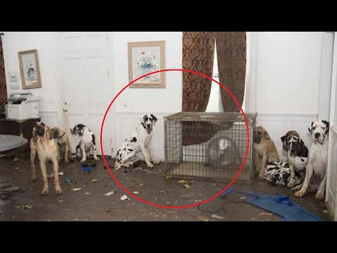 Video: Stray-koirat käyvät eläinten rakastajan hautajaisissa surra