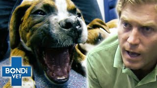 Car Crash Victim Puppy is Coughing Up Blood | Bondi Vet