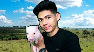 Adopté A Un Mini Pig, Se Llama Puerkix - Antrax