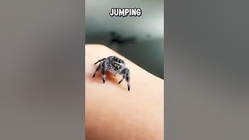 Jumping Spiders as Pets? Why Theyre Harmless and Fun? 🕷️
