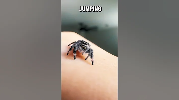 Jumping Spiders as Pets? Why Theyre Harmless and Fun? 🕷️