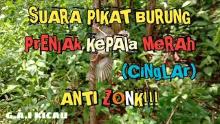 🔴SUARA PIKAT BURUNG PRENJAK KEPALA MERAH/(CINGLAR) AMPUH ANTI ZONK!!!||G.A.I KICAU