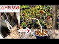 サルスベリ盆栽花を咲かせる2つ方法・植え替え・矢島清芳園@tane.bonsai