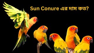 কথা বলা সানকনুর এর দাম কত?কোথায় পাব?sun conure bird price in bd and India.bird pricePets Paradise