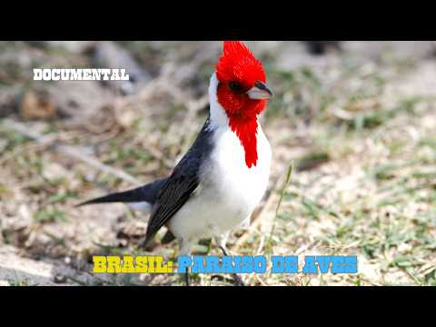 BRASIL Las AVES Mas LINDAS Del Planeta DOCUMENTAL Episodio 1