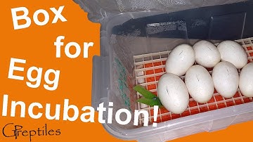 Preparing an Egg Box for Ball Python eggs incubation!