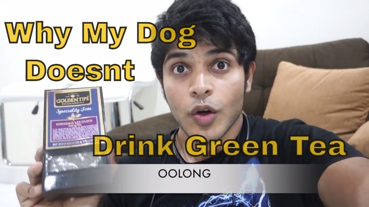 Why My Dog Doesn't Drink (GREEN TEA) YouTube
