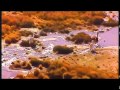 DAKAR 2011 Highlights part 2