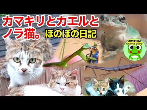 カマキリ日記#163 ピーカマちゃん、カマの丸、ぴょんおたま、親戚さん一家と過ごす日常。庭のほのぼの日記（6月20日～6月24日）【おたま日記】