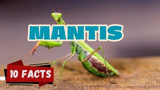 10 Fascinating Facts About Mantises The Masters Of Camouflage And Speed