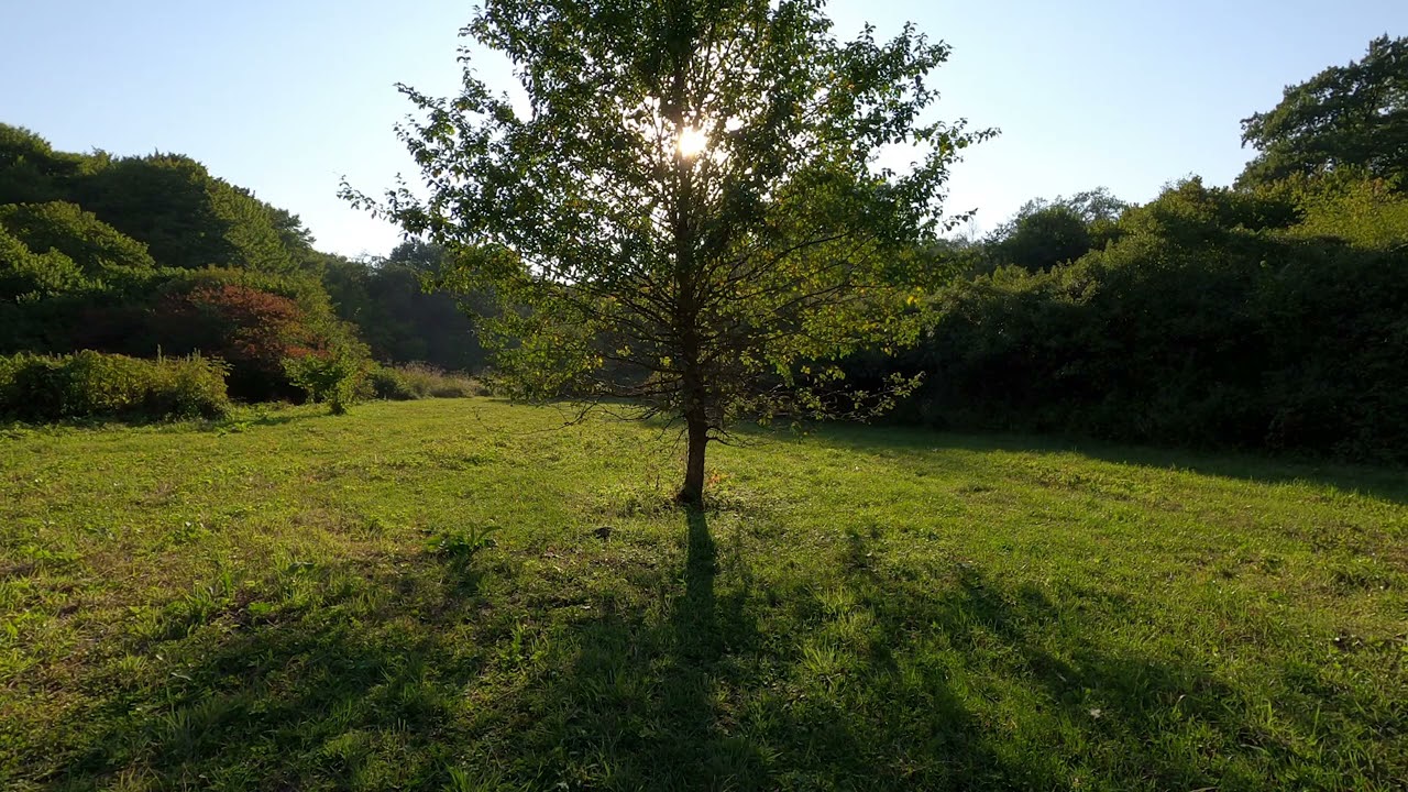 Crickets Sound and birdsong, The Rustle of Grass   12 hours of Nature Relax