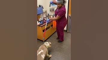 Penn Foster Externship 1 Skill #10 Restraint Pole