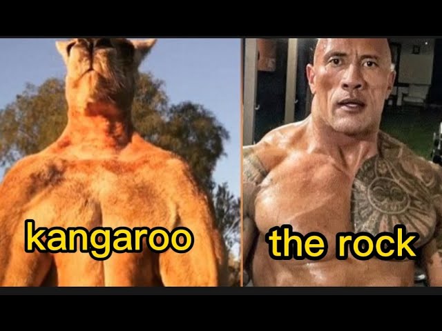 KREA - dwayne the rock johnson's face on the body of a kangaroo