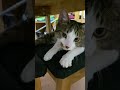 スリスリ甘えてくる子猫とスヤスヤ眠る兄猫