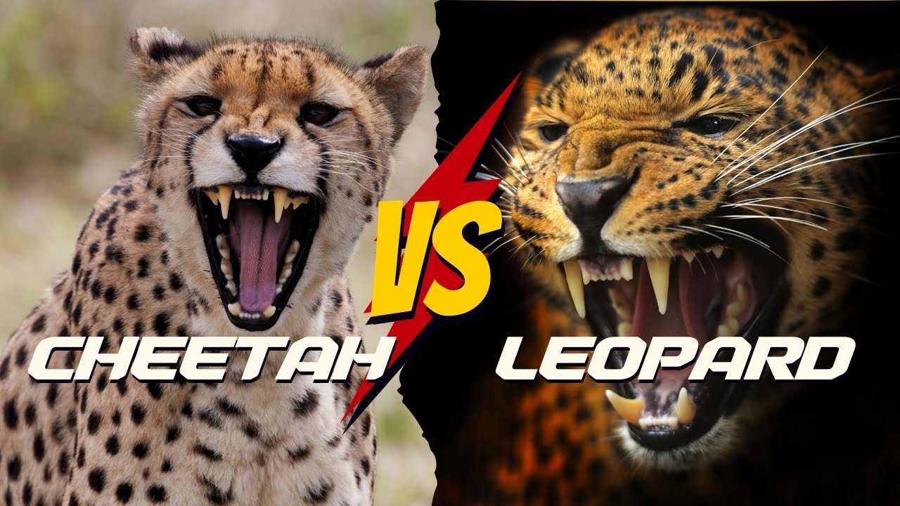 Leopard Vs Cheetah Can You Tell The Difference Asilia SEEING SPOTS