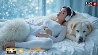 Comfortable Music of Deep Sleep Relaxing Dog Music! NEW Helped 10 Million Dogs! Goodbye Insomnia