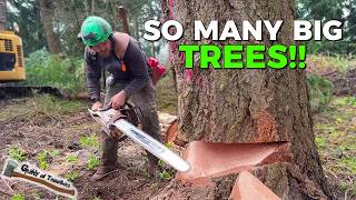 Hog After Hog! Big Lot Clearing Logging Job — Part 1
