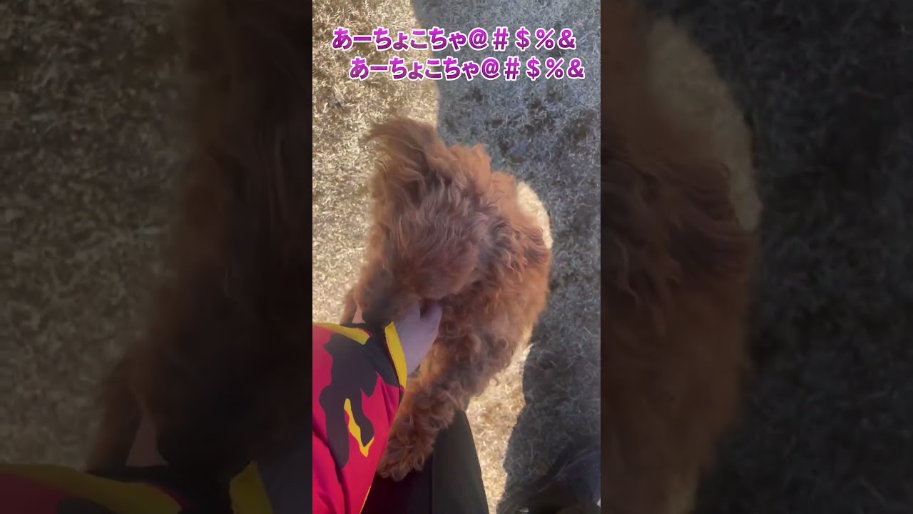 Introducing Choco-chan [A very short video] #shorts - YouTube