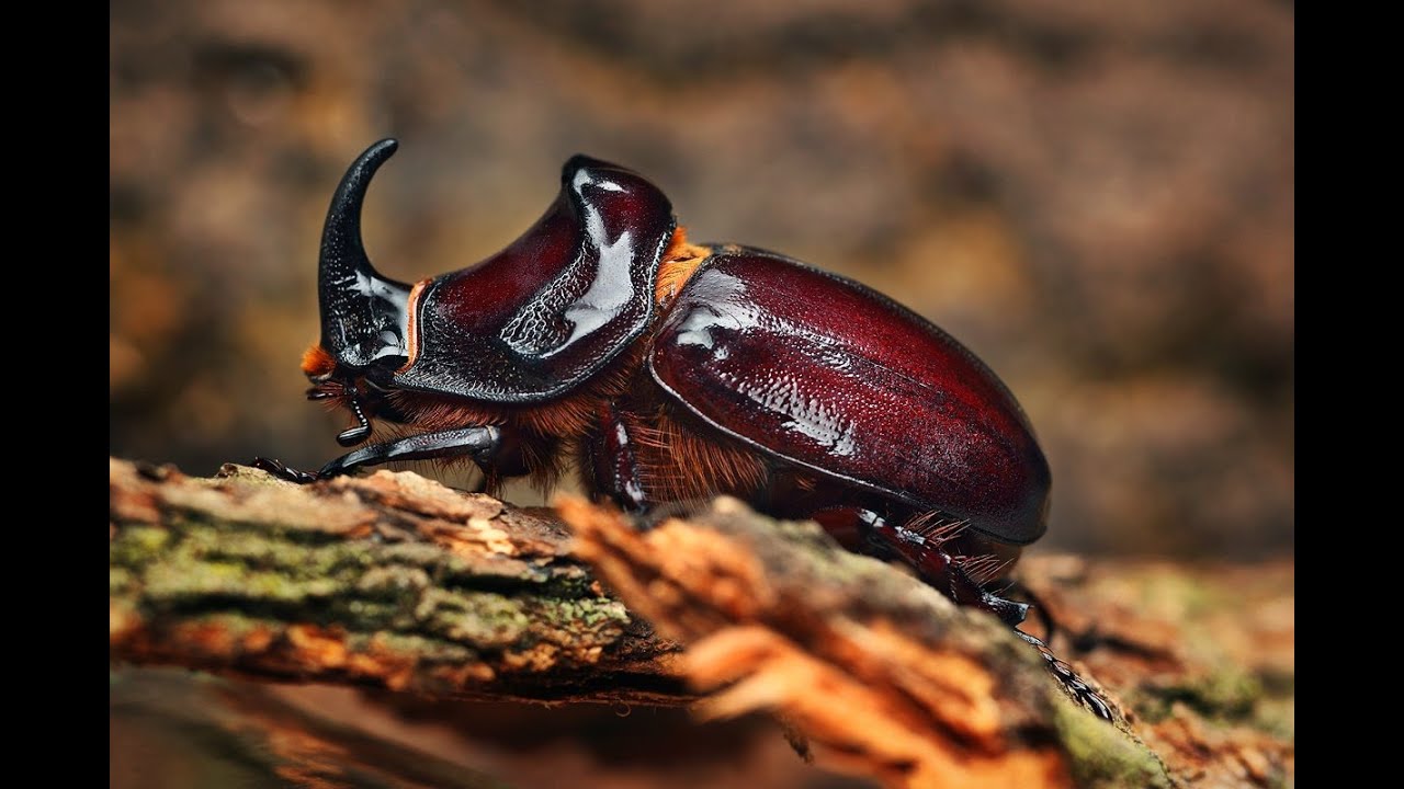 Насекомые Картинки фото 19